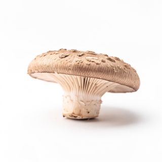 Skullcap